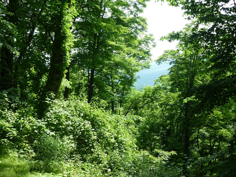 Environmental assessment and sustainability advisory